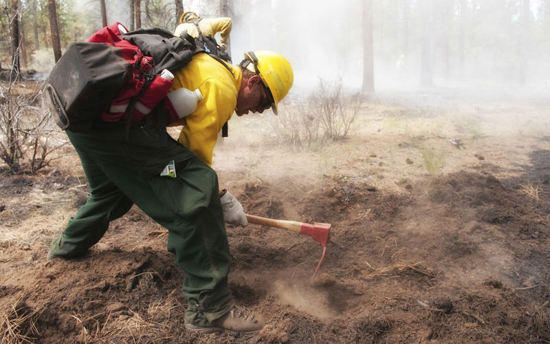 Catch 22 - DACA Wildland Firefighter